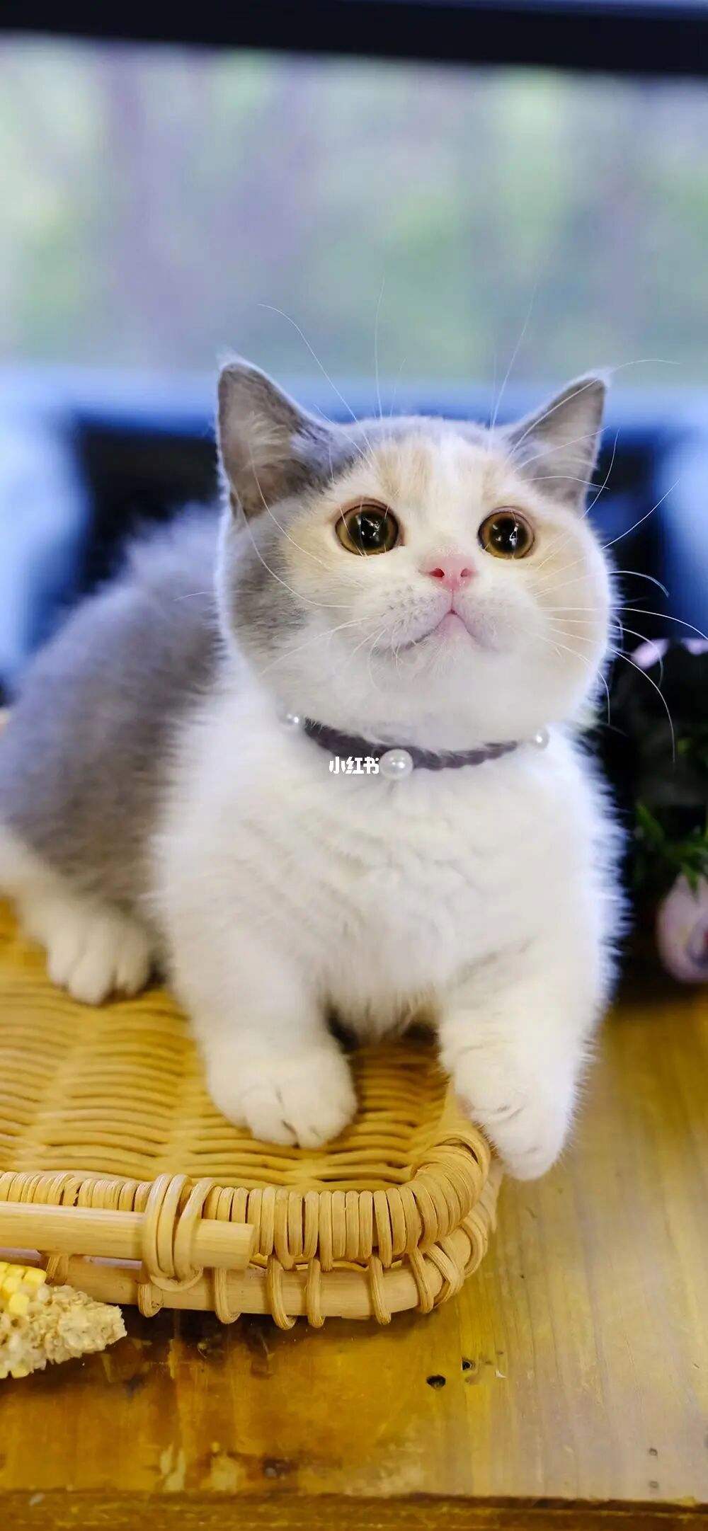 短腿猫是什么品种(白色短腿猫是什么品种)