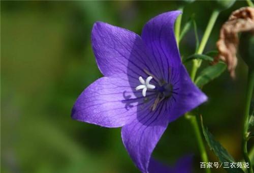 桔梗花的英文(桔梗用英文怎么写)