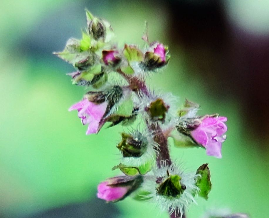 紫苏花(紫苏花语) 紫苏花(紫苏花语)