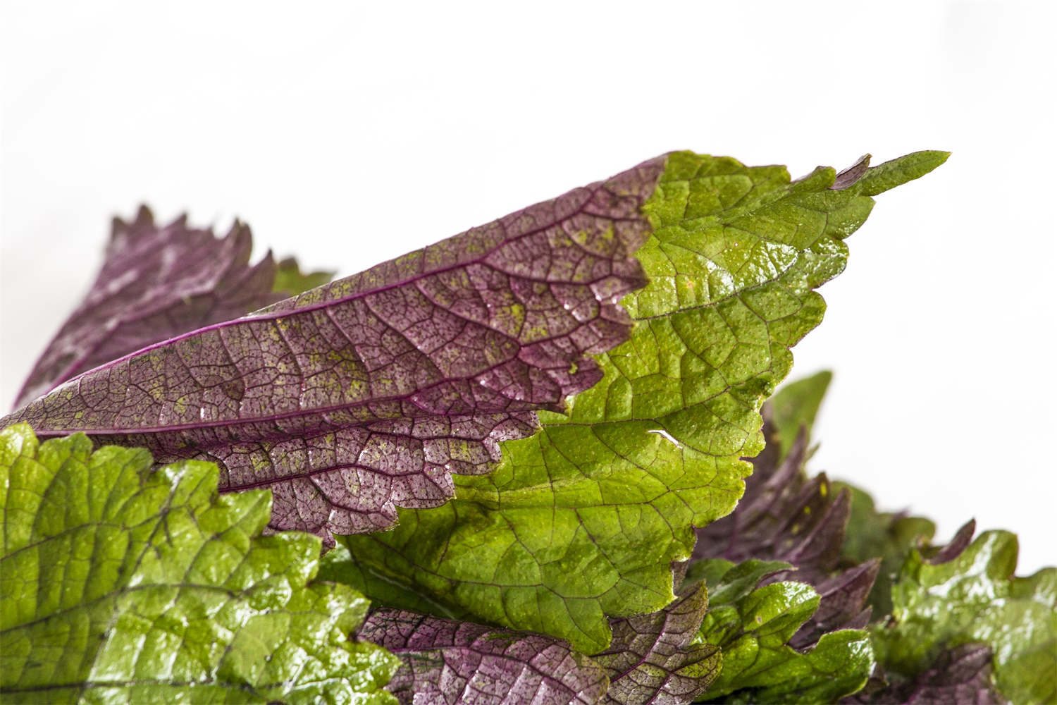 紫苏花(紫苏花语) 紫苏花(紫苏花语)