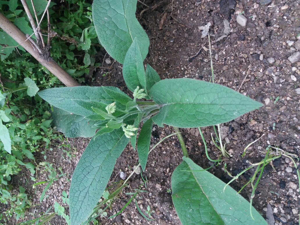 紫根草(紫根草的功效与作用) 紫根草(紫根草的功效与作用)