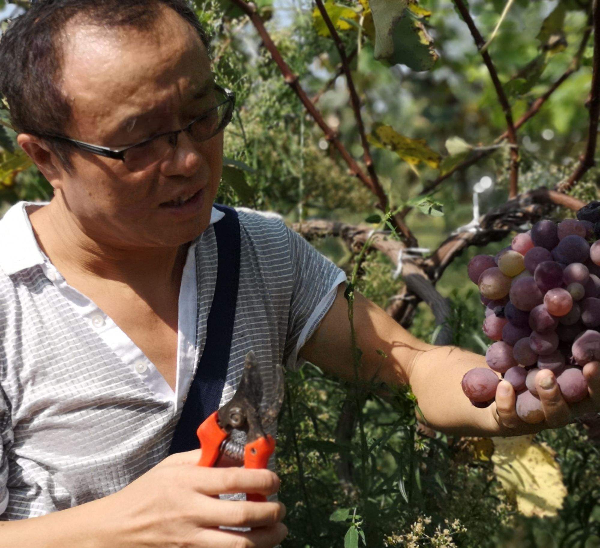 葡萄酸(葡萄酸怎么处理变甜) 葡萄酸(葡萄酸怎么处理变甜)