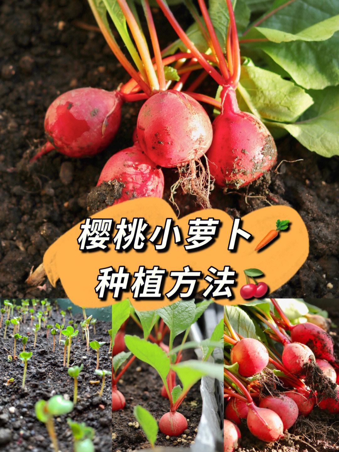 萝卜发芽能吃吗(胡萝卜放冰箱发芽了还能吃吗) 萝卜发芽能吃吗(胡萝卜放冰箱发芽了还能吃吗)