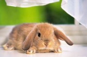 折耳兔(折耳兔和垂耳兔区别)