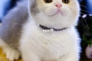 短腿猫是什么品种(白色短腿猫是什么品种)