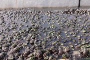 养牛蛙(养牛蛙会造成什么污染)